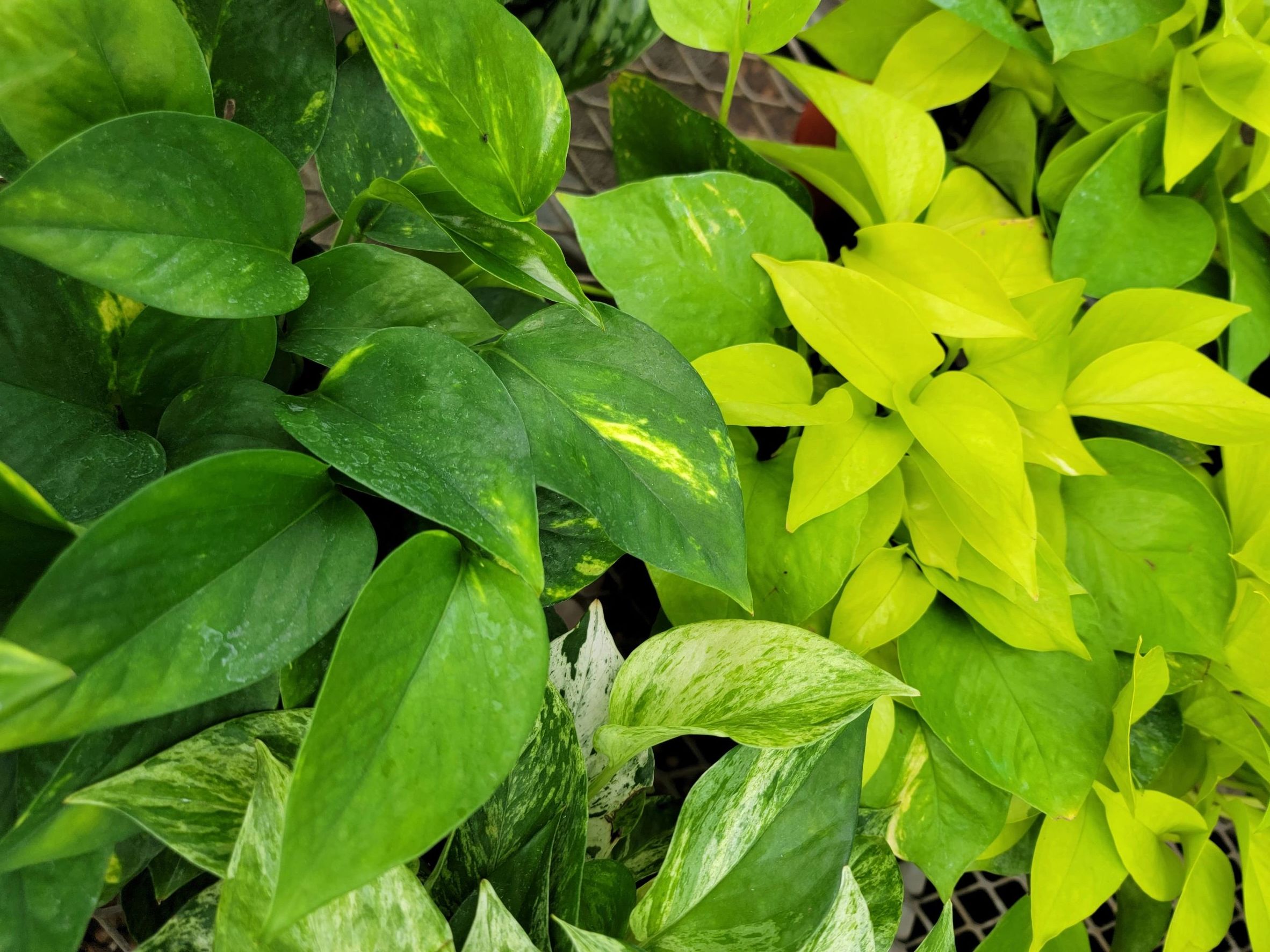 Best Houseplants for Clean Air